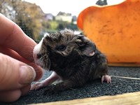 A-Mädel (1) (Kopie) A-Mädel (1) (Kopie)