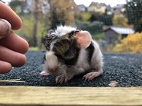 AMädel (2) (Kopie) AMädel (2) (Kopie)