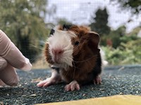 Zamino(Kopie) Zamino(Kopie)
