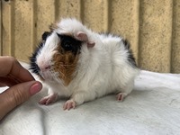 anton (1) (Kopie) anton (1) (Kopie)