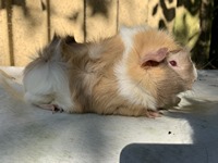 cashew (Kopie) cashew (Kopie)