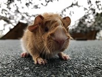 cimba (3) (Kopie) cimba (3) (Kopie)