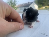 holländerin (3) (Kopie) holländerin (3) (Kopie)