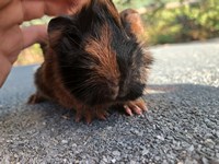 nala (3) (Kopie) nala (3) (Kopie)