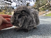 rufus (2) (Kopie) rufus (2) (Kopie)