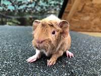vanamo (3) vanamo (3)