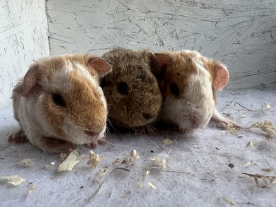 Agnes X Banji (Kopie)