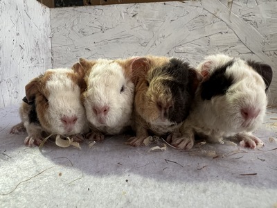 Amaya X Furby (Kopie)