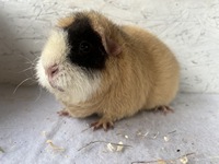 Angelina (3) (Kopie)1