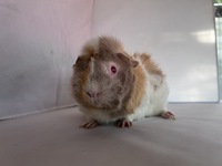 Arinelle (1) (Kopie)1