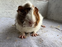 Astronaut (6) (Kopie)