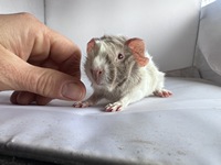 Ayji (1) (Kopie)