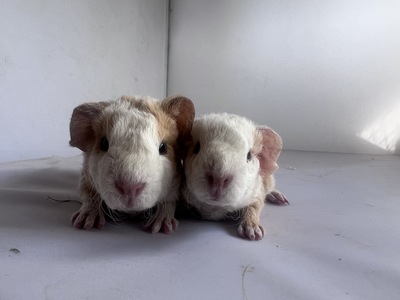 Bella X Titus (Kopie)