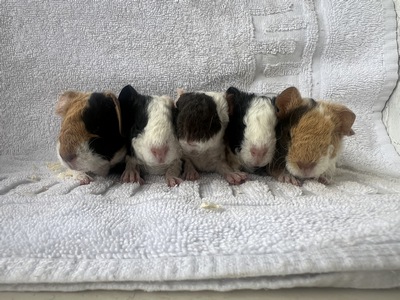 Belle X Crispy (Kopie)