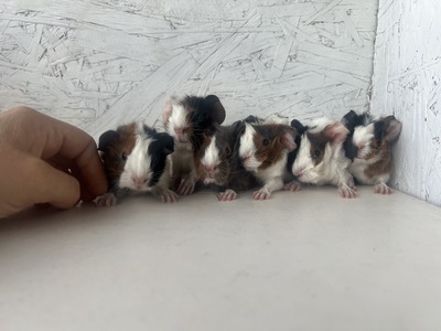 Caithlin X Dakito (Kopie)