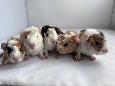 Cassini X Luciano (Kopie) Cassini X Luciano (Kopie)