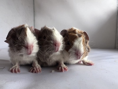 Cassini X Nevio (Kopie)