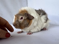 Cute Sue (2) (Kopie)