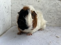 Demiano (3) (Kopie)2