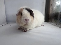 Diva (2) (Kopie)2