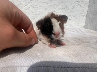 Earl (Kopie)