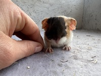 El Rancho (2) (Kopie)