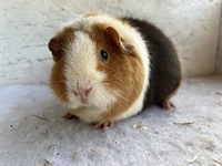 Fanny (2) (Kopie)2