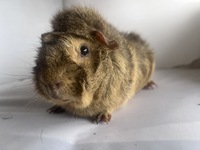 Felix (Kopie)