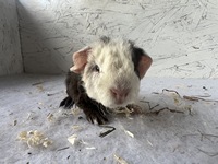 Fuzzy Bear (2) (Kopie)