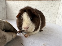 Henriette (1) (Kopie)