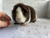 Henriette (3) (Kopie)