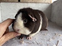 Henriette (4) (Kopie)