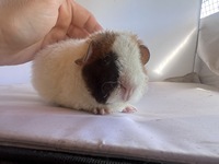 Hilda (4) (Kopie) Hilda (4) (Kopie)