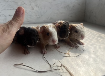 Ikaria X dicker Br (Kopie)