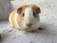 Isabelle (2) (Kopie)1