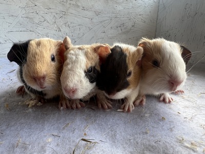 Isabelle X El Paso (Kopie) Isabelle X El Paso (Kopie)