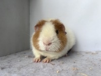 Knaller Bär (2) (Kopie)1 Knaller Bär (2) (Kopie)1