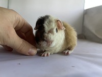 Krystan (Kopie)