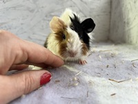 LADY Margret (2) (Kopie)