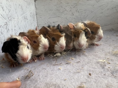 Lady Cheetah X Xolino (Kopie) Lady Cheetah X Xolino (Kopie)