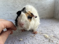 Lady Mand (6) (Kopie)