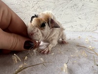 Lady Mandy (2) (Kopie)