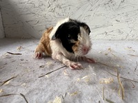 Lady Marmelade (2) (Kopie)