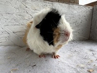 Lady Marmelade (2) (Kopie)2 Lady Marmelade (2) (Kopie)2