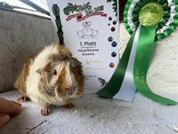 Lemontarte Recklinghausen 25-1 (Kopie)