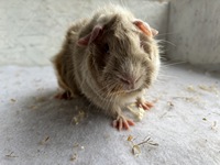 Limaya (2) (Kopie)1 Limaya (2) (Kopie)1