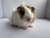 Linus (Kopie)1