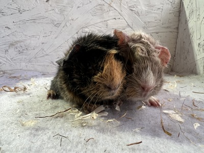 Lotte X Nevio (Kopie)