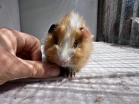 Lucas (1) (Kopie)1