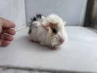 Lucky Boy (2) (Kopie)